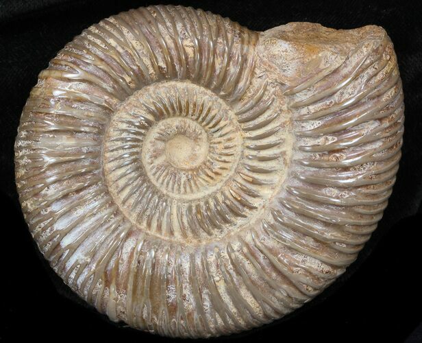 Perisphinctes Ammonite - Jurassic #38023